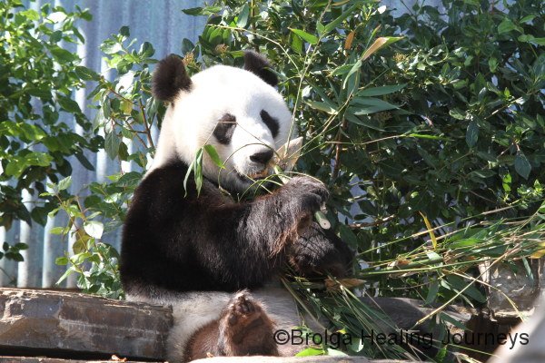 Yes, they are adorable.  Giant Panda, Adelaide Zoo