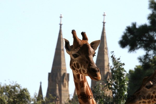 All the towers. Giraffe & Cathedral from Adelaide Zoo