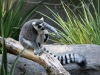 Ring-Tailed Lemur, Adelaide Zoo