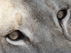 The eyes of a Lioness, Adelaide Zoo