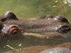 Hippo, Adelaide Zoo
