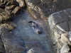 A New Zealand Fur Seal enjoys a bath in a pool near Admirals Arch, Flinders Chase National Park.