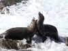 A couple of male New Zealand Fur Seals jostling at Admirals Arch, Flinders Chase National Park