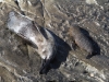 New Zealand Fur Seals - mother and pup - rest on the rocks near Admirals Arch, Flinders Chase National Park