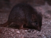 Brush Tailed Bettong, in the Nocturnal House of the Alice Springs Desert Park