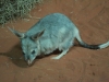 Greater Bilby, Noctural House of the Alice Springs Desert Park.