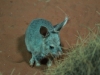 Greater Bilby, Noctural House of the Alice Springs Desert Park.