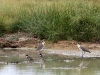 Masked Lapwings (background), Red Kneed Doterrels (foreground).