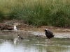 Masked Lapwings, Red Kneed Doterrels and a Purple Swamp Hen.