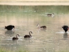 Pacific Black Ducks &amp; Purple Swamp Hens at Mungerannie