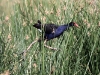 A Purple Swamp Hen demonstrates its reed climbing skills.