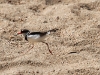 Black Fronted Dotterel on the move!