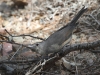 Grey Shrike Thrush, Trephina Gorge