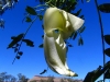 Flower of the White Dragon Tree    