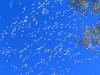 A mass of Little Corellas fly overhead                           