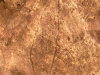 Petroglyph, limestone shelf, main street, Port Hedland