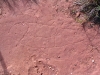 Petroglyphs on limestone ridge in Port Hedland