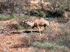 This feral Camel wandered past our campsite