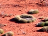 Spinifex circle
