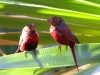 Crimson Finches at Silent Grove campsite.
