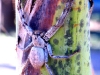 Giant spider near campsite                      