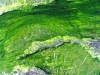 Algae in Champagne Springs (I decided not to swim there!)      