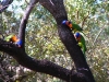 Red-collared Rainbow Lorikeets at campsite