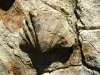 Fossilised shell at Mimbi Caves