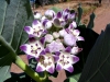 Richly scented wildflower, Geikie Gorge