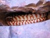 Northern Brown Tree Snake in rock immediately beneath the snake painting