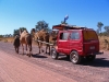 Fellow travellers along the Gibb River Road                 