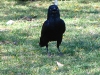 Torresian Crow – a regular visitor to campsites