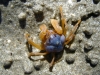 Tiny Blue Soldier Crab at Cape Keraudren                     