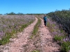 Nirbeeja, striding purposefully through a field of Mulla Mulla, Cape Keraudren