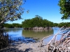 Mangroves, low tide at Cape Keraudren                          