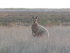 An equally large Blonde Male Kangaroo peers at us from pale grass, at last light.