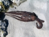 An Octopus, around 60cm long, comes to check us out as we stand in its clear pool at low tide         