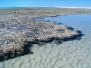 The coral reef exposed at low tide at Cape Keraudren