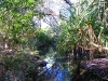 Dense vegetation surrounds Annie Creek and  provides a haven for wildlife                 