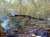 Baby Freshwater Crocodile, Dimond Gorge                               