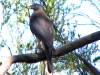 Grey Falcon                                                                   