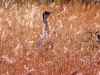 The Australian Bustard disappears into the long grass.