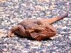 Central Bearded Dragon on road, Eastern MacDonnell Ranges