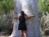 Nirbeeja the tree hugger – with the largest Ghost Gum in the East Macs