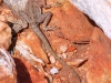 Another lizard, this one a Dragon,  on Mt Sonder walk