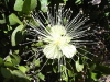 A lovely large flower at Serpentine Gorge.  We don't know its name.         