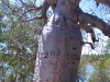 The Gregory Tree.  Engraved by the explorer and his party in 1855 and 1856.  Gregory National Park, NT          