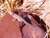 A well-fed, possibly pregnant, lizard near the Grotto
