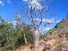 Elegant young Boab Tree, Keep River National Park