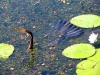 A Darter (also called Snake-bird) surfaces after diving for fish at Marglu